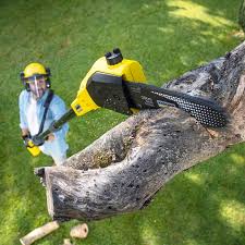 Best Tree Preservation Services  in San Luis Obispo, CA