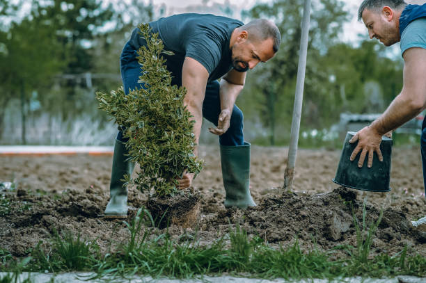 Tree Care Services