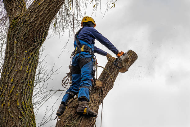 Best Leaf Removal  in San Luis Obispo, CA