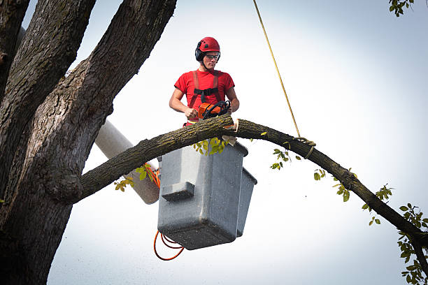  San Luis Obispo, CA Tree Care Services Pros